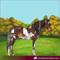 Horse Color:White Spotted Liver Chestnut 