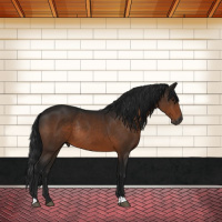 Horse Color:Gray Brown Rabicano