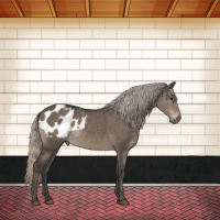 Horse Color:Gray Silver Grullo Appaloosa 