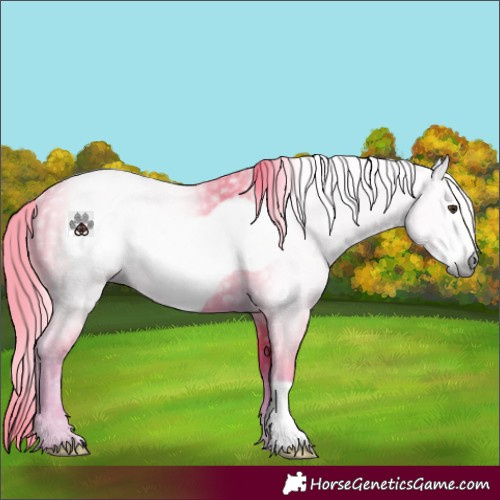 Horse Color:Gray Watercolor Chestnut Frame Rabicano
