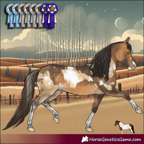 Horse Color:White Spotted Buckskin Dun Sabino  and Buckskin Tobiano 
