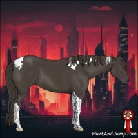 Horse Color:Smoky Black Tobiano 