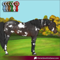 Horse Color:White Spotted Brown 