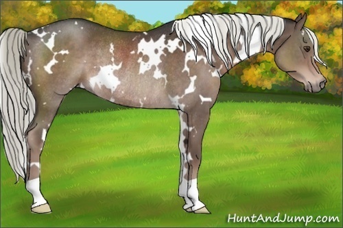 Horse Color:White Spotted Liver Chestnut Mushroom Rabicano 