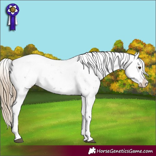 Horse Color:Liver Chestnut Sabino