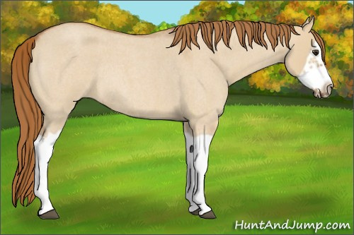 Horse Color:Red Dun Roan Splash Frame Rabicano