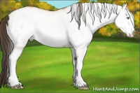 Horse Color:White Spotted Amber Champagne Rabicano