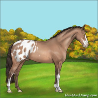 Horse Color:Amber Champagne Sabino Blanket