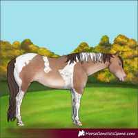 Horse Color:Sable Champagne Tobiano 