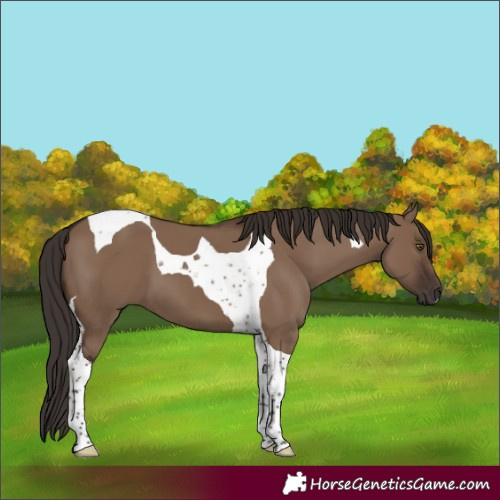Horse Color:Liver Red Dun Tobiano 