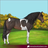 Horse Color:Brown Tobiano 