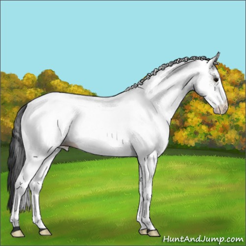 Horse Color:White Spotted Grullo 
