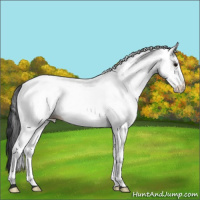 Horse Color:White Spotted Grullo