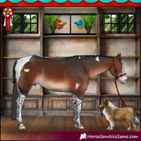 Horse Color:Brown Sabino Tobiano