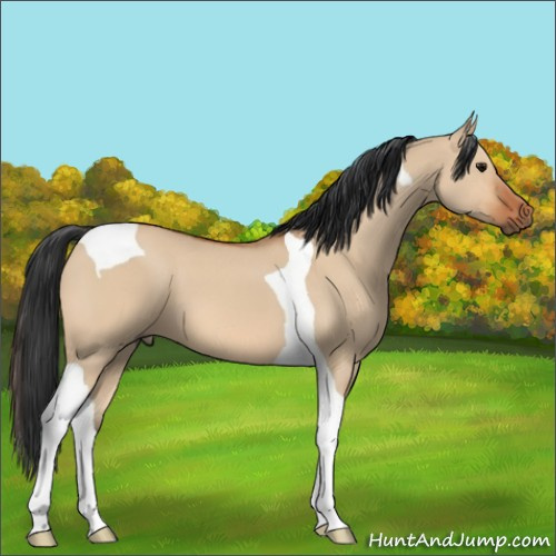 Horse Color:Bay Dun Tobiano 