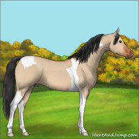 Horse Color:Bay Dun Tobiano 