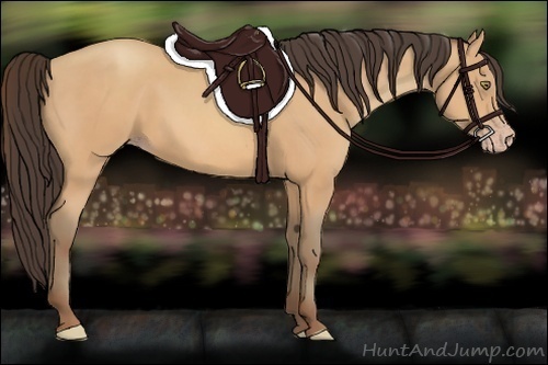 Horse Color:Amber Champagne