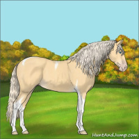 Horse Color:Gold Cream Champagne Tobiano