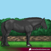 Horse Color:Black 
