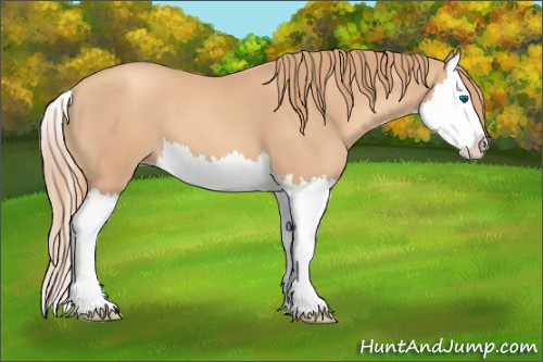 Horse Color:Gold Champagne Splash 