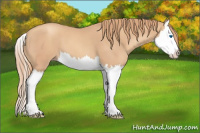 Horse Color:Gold Champagne Splash 