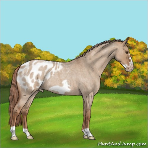 Horse Color:Red Dun Roan Frame Appaloosa 