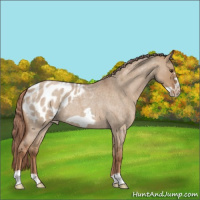 Horse Color:Red Dun Roan Frame Appaloosa