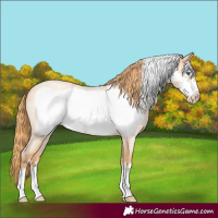 Horse Color:Gold Champagne Roan Frame 