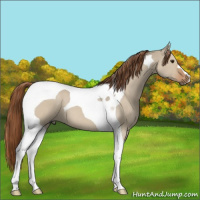 Horse Color:Red Dun Tobiano 