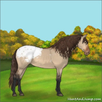 Horse Color:Bay Dun Appaloosa 