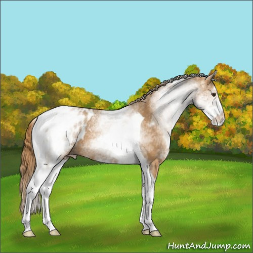 Horse Color:White Spotted Chestnut Tobiano Blanket