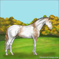 Horse Color:White Spotted Chestnut Tobiano Appaloosa 