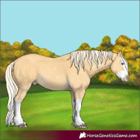 Horse Color:Gold Cream Champagne Dun Splash 