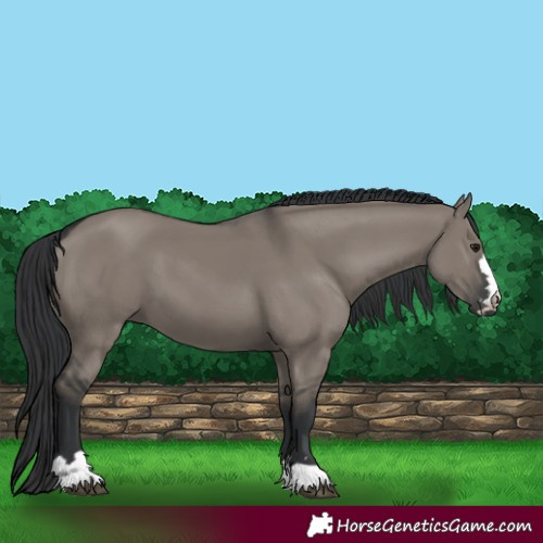Horse Color:Grullo 