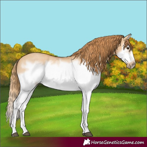 Horse Color:Red Dun Roan Splash Frame Rabicano 
