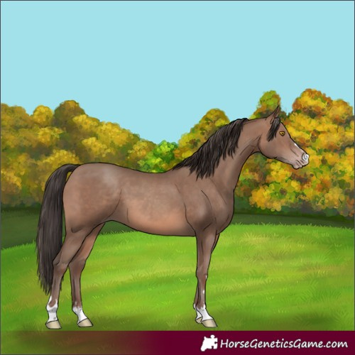 Horse Color:Sable Champagne 