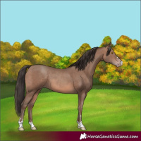 Horse Color:Sable Champagne 