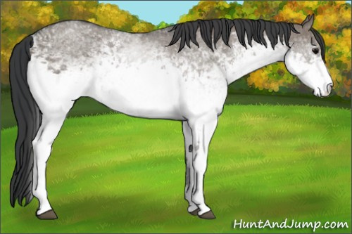 Horse Color:White Spotted Grullo 