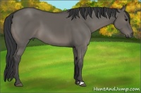 Horse Color:Grullo