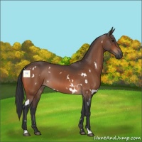 Horse Color:White Spotted Bay 