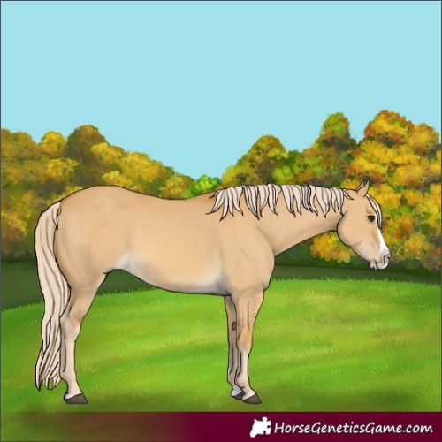 Horse Color:Palomino Dun Splash