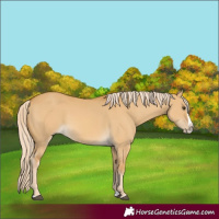 Horse Color:Palomino Dun Splash 