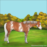 Horse Color:White Spotted Silver Bay Splash 