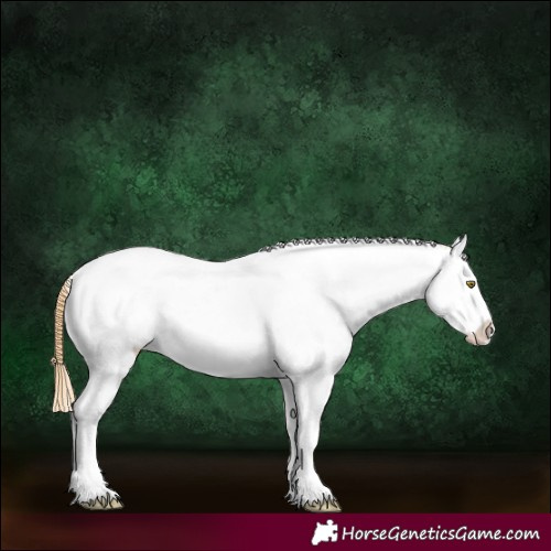 Horse Color:Chestnut Pearl Splash Appaloosa 