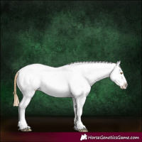 Horse Color:Chestnut Pearl Splash Appaloosa 