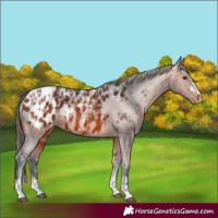Horse Color:Bay Appaloosa  and Bay Appaloosa 