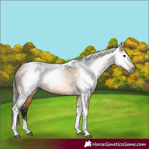 Horse Color:Gray Buckskin Tobiano