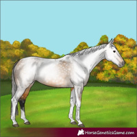 Horse Color:Gray Buckskin Tobiano 