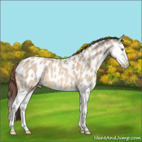 Horse Color:Amber Champagne Dun Splash Appaloosa 