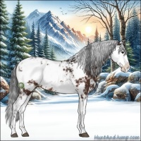 Horse Color:Brown Sabino Rabicano 